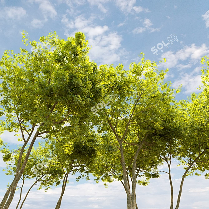 Majestic American Elm Tree 3D model image 4