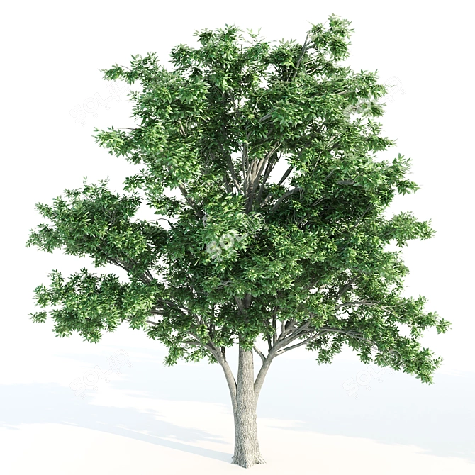 Tall Elm Trees: 14-16m 3D model image 4