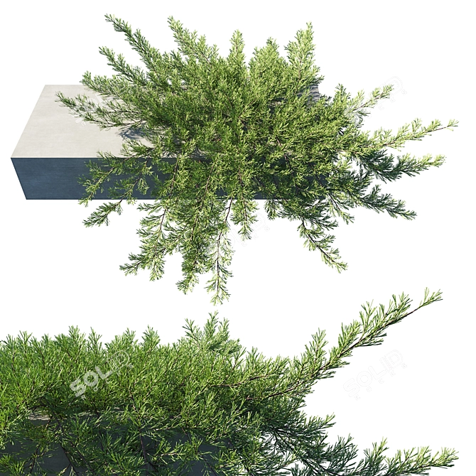 Retaining Wall Juniperus: Horizontalis 3D model image 1