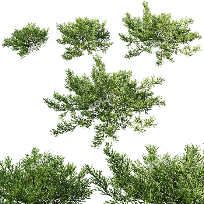 2014 Juniperus Horizontalis Model - High Quality 3D Plant 3D model image 1