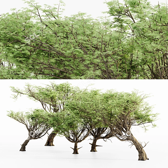 Acacia 02 Tree Collection: Variety of Heights & Excellent 3D Detail 3D model image 1