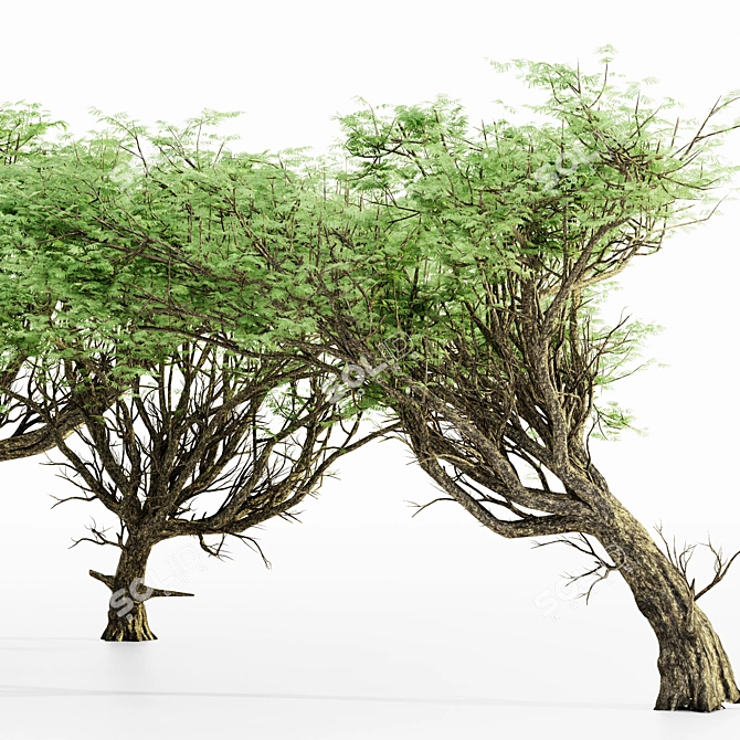 Acacia 02 Tree Collection: Variety of Heights & Excellent 3D Detail 3D model image 2