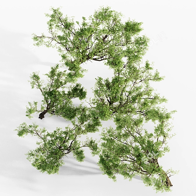 Acacia 02 Tree Collection: Variety of Heights & Excellent 3D Detail 3D model image 3