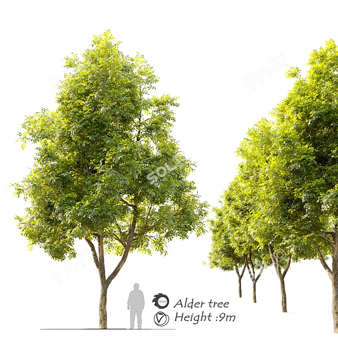 Natural Alder Tree - 9m Height 3D model image 1