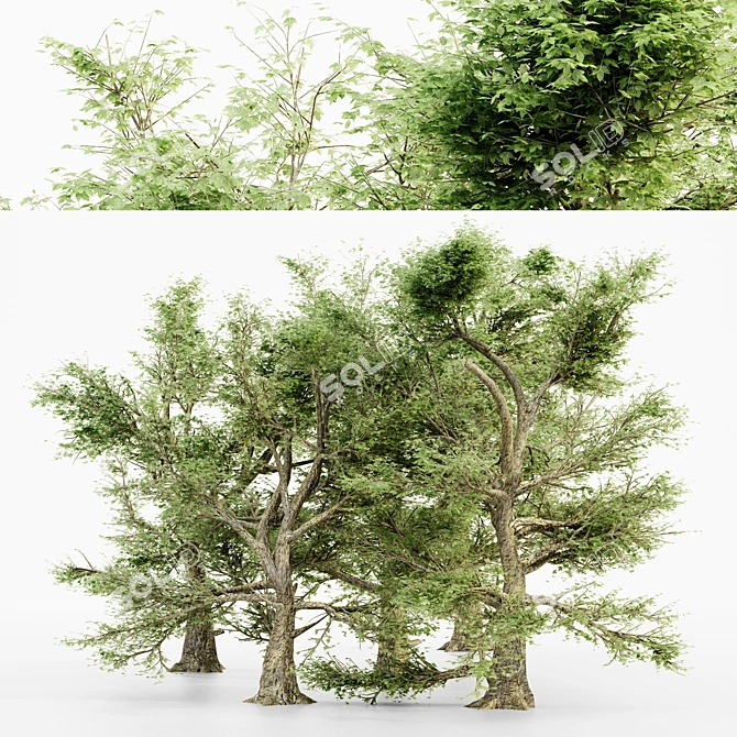 Natural Beauty: American Sycamore Tree Collection 3D model image 1