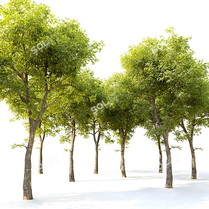  Tall and Majestic Alder Tree 3D model image 3