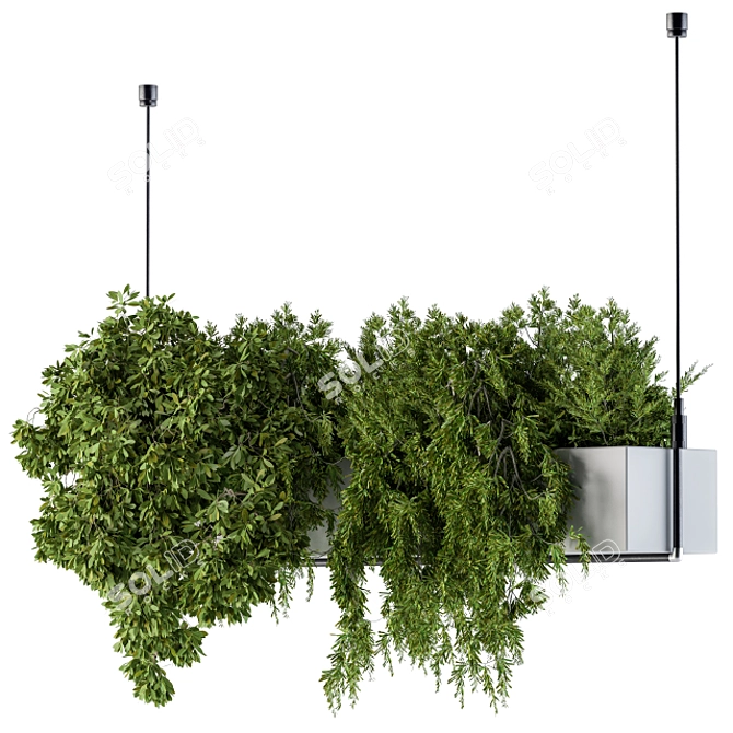 Lush Hanging Box Plants - Set of 70 3D model image 2