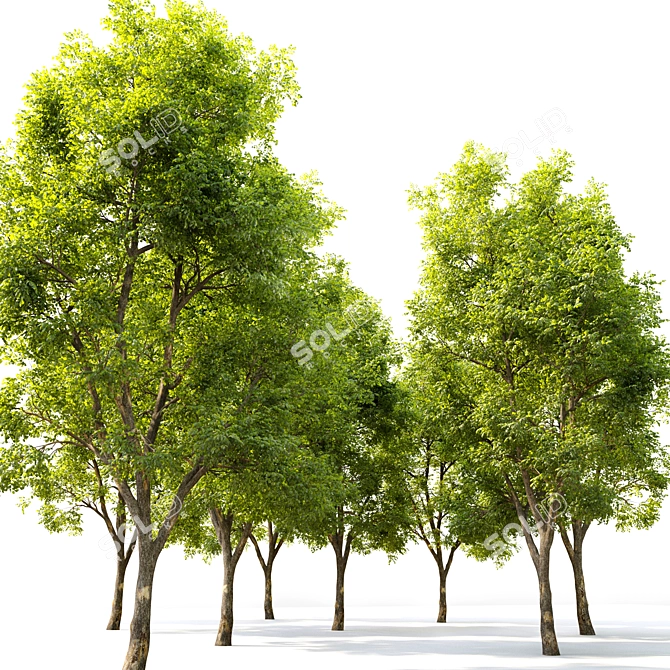  Majestic Alder Tree - 15m Tall 3D model image 3