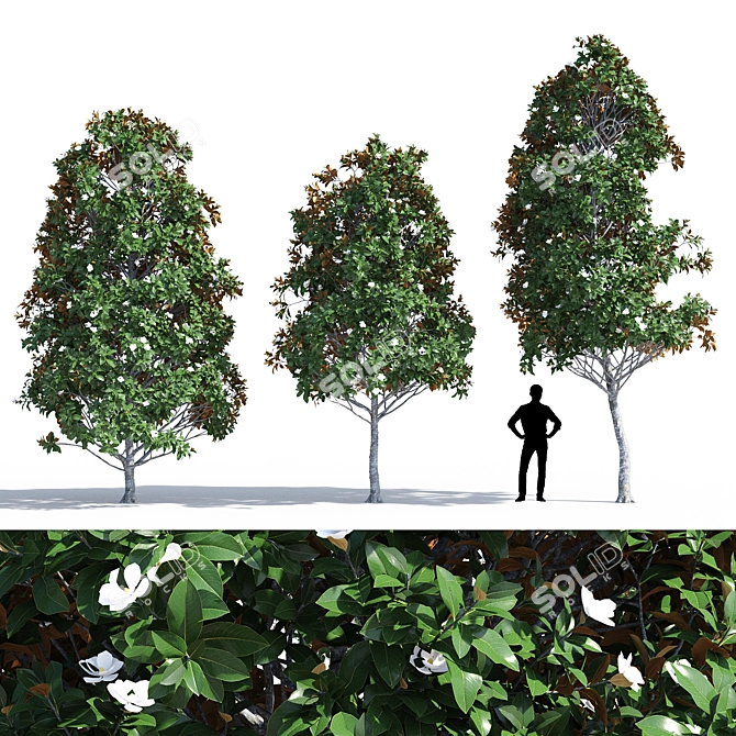 Magnificent Magnolia Tree Trio 3D model image 1