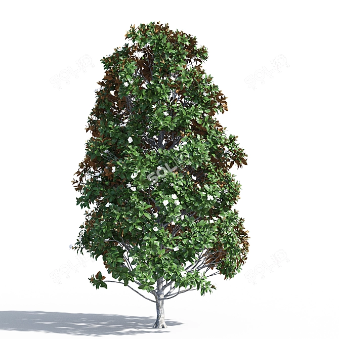 Magnificent Magnolia Tree Trio 3D model image 3