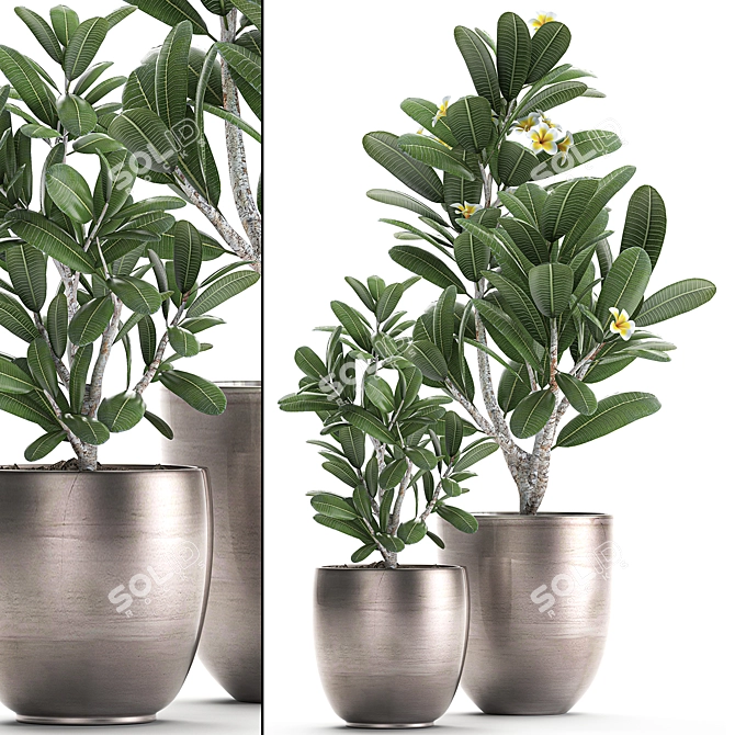 Exotic Plant Collection: Frangipani & Plumeria 3D model image 1