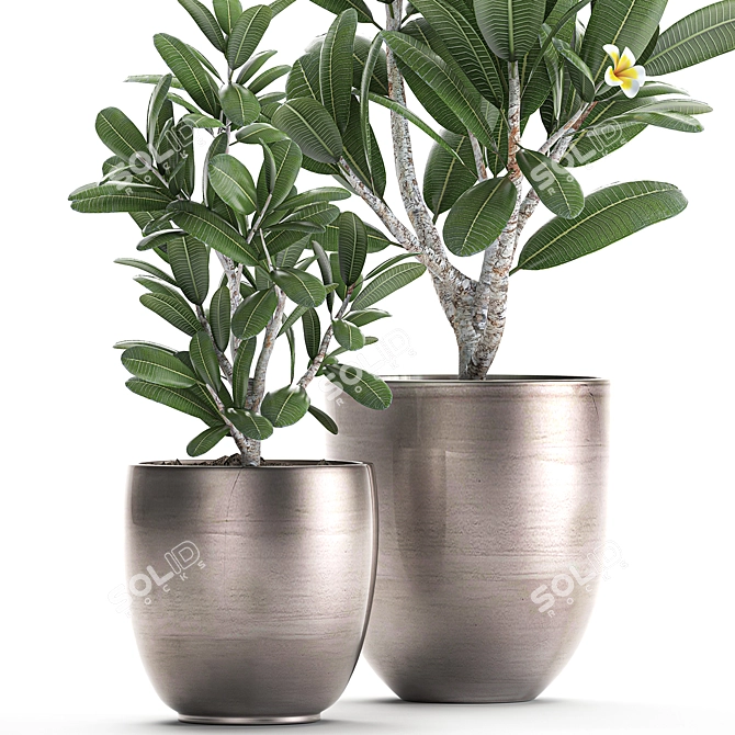 Exotic Plant Collection: Frangipani & Plumeria 3D model image 2