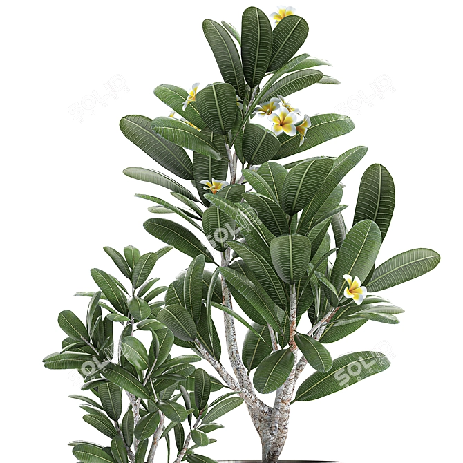 Exotic Plant Collection: Frangipani & Plumeria 3D model image 3