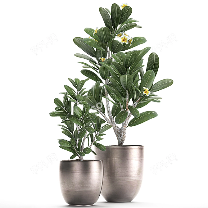 Exotic Plant Collection: Frangipani & Plumeria 3D model image 4