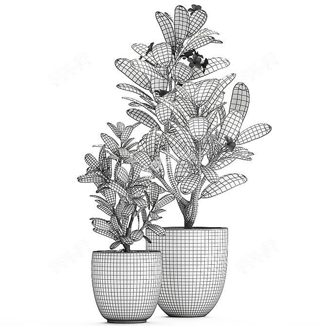 Exotic Plant Collection: Frangipani & Plumeria 3D model image 5