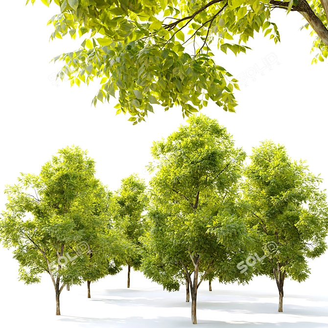 Twin Ash Trees - 7-7.5m Height 3D model image 2