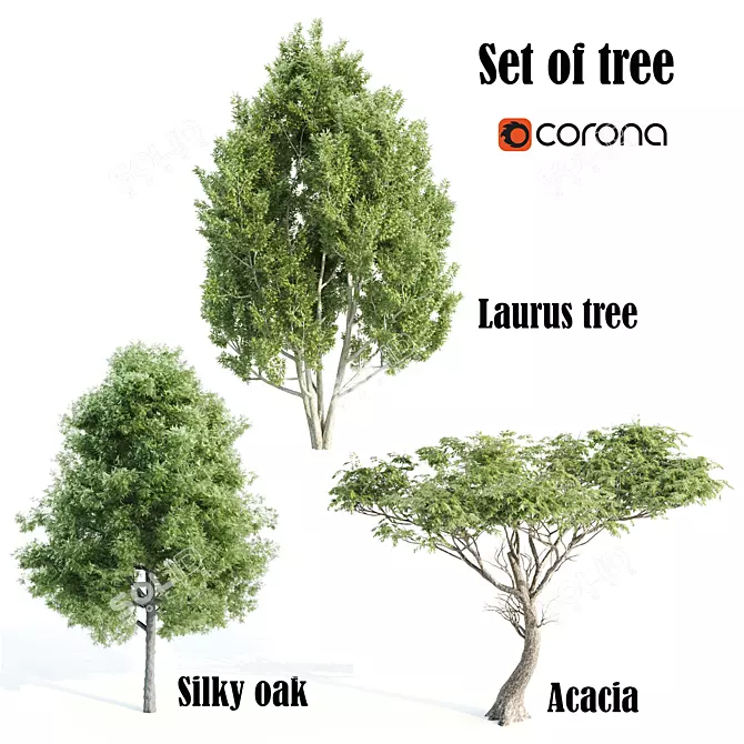 Trio of Towering Trees: Laurus, Silky Oak, Acacia 3D model image 1