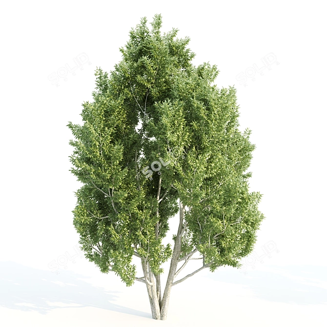 Trio of Towering Trees: Laurus, Silky Oak, Acacia 3D model image 2