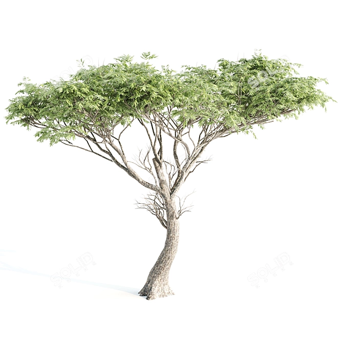 Trio of Towering Trees: Laurus, Silky Oak, Acacia 3D model image 3
