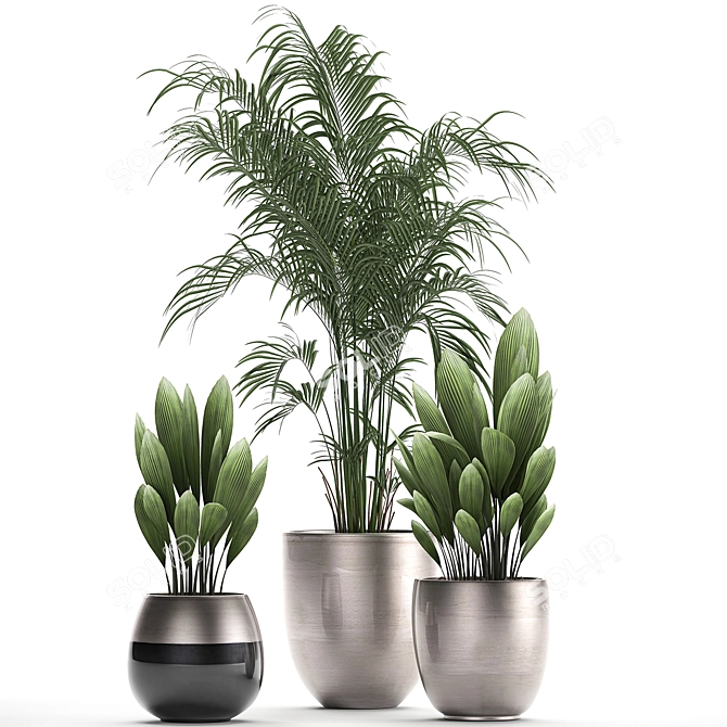 Tropical Plant Collection - Exotic & Decorative Palms 3D model image 2