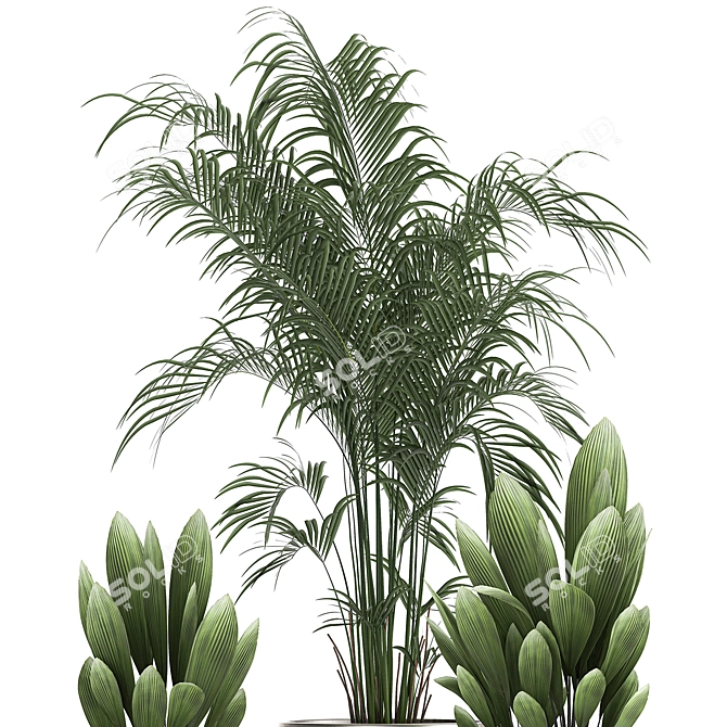 Tropical Plant Collection - Exotic & Decorative Palms 3D model image 4