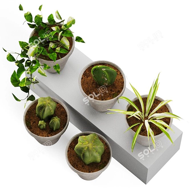 Plant Decor Vases - Indoor & Outdoor Ambience 3D model image 3