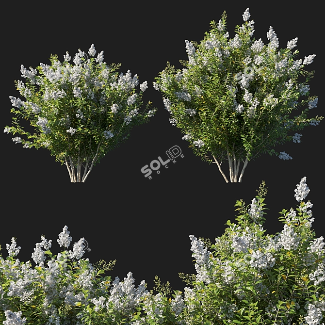 White Myrtle Bush: 2014 Edition 3D model image 1