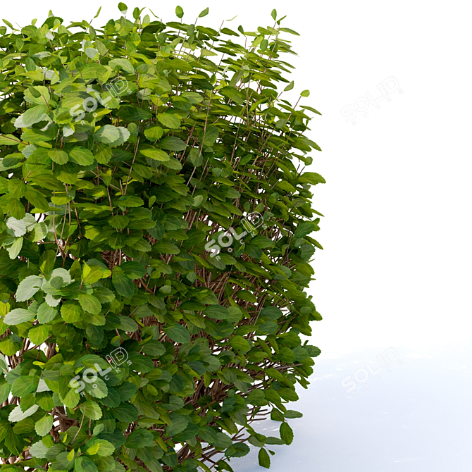 Spirea Hedge - Bendable Birch-leaved Greenery 3D model image 4