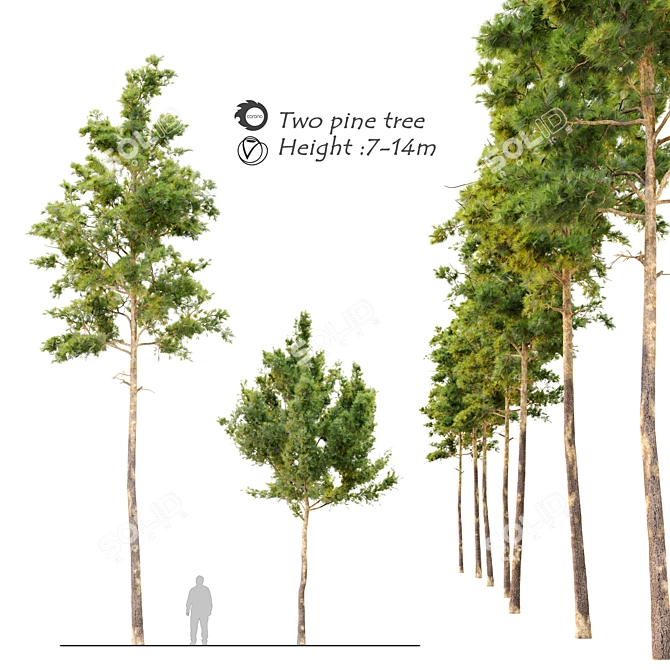 Twin Pine Trees: 7m - 14m 3D model image 1