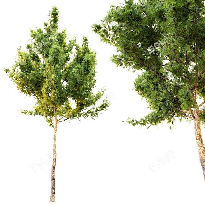 Twin Pine Trees: 7m - 14m 3D model image 2