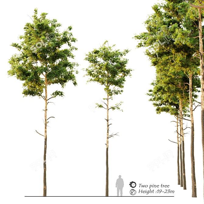 Dual Pine Trees: Height 7m-14m 3D model image 1