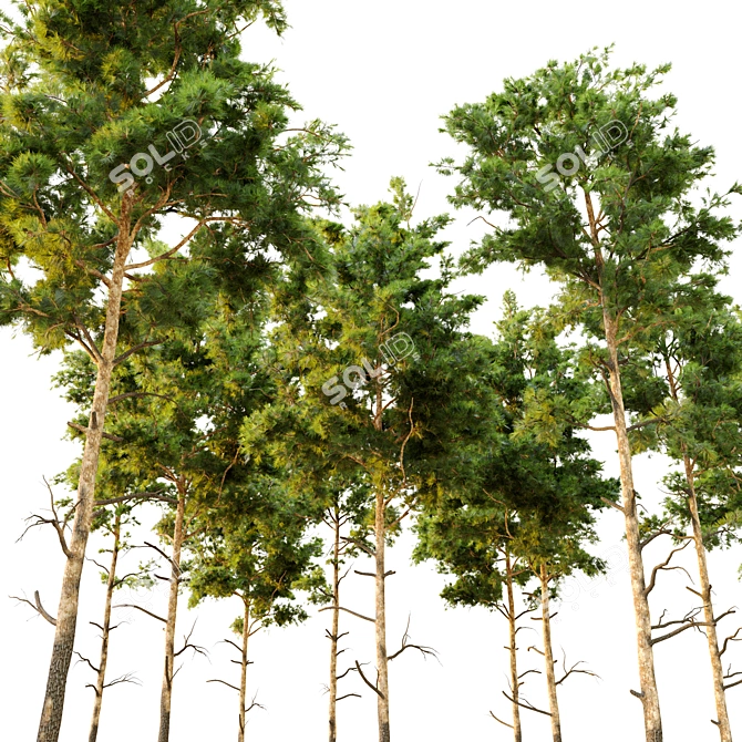 Dual Pine Trees: Height 7m-14m 3D model image 2