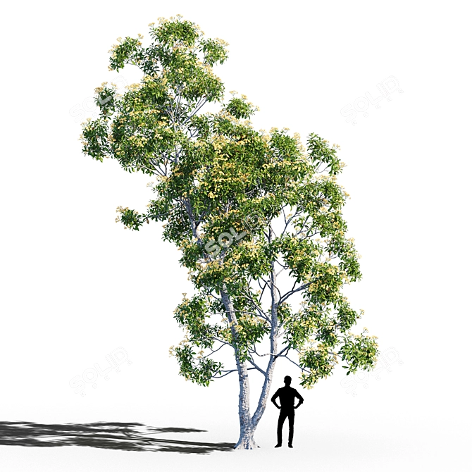 Native Frangipani: Vray and Corona Material 3D model image 1