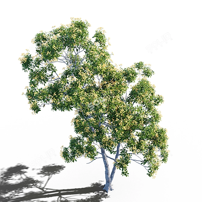 Native Frangipani: Vray and Corona Material 3D model image 2