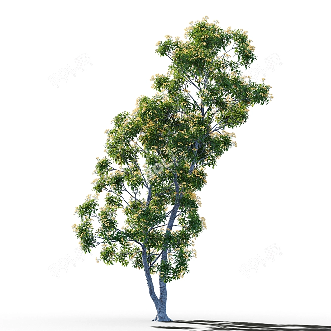 Native Frangipani: Vray and Corona Material 3D model image 3