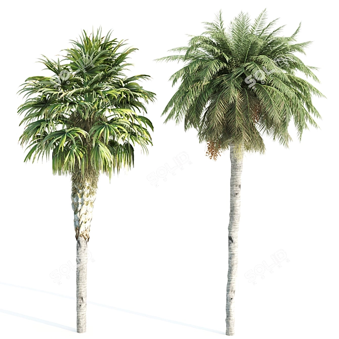 Lush Variety of 12 Vray Trees 3D model image 2