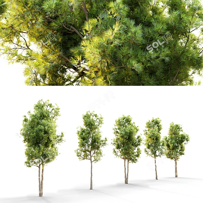 Twin Pine Trees - 5m Height 3D model image 2