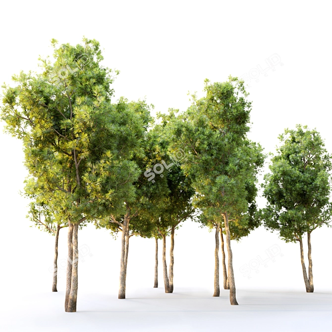 Twin Pine Trees - 5m Height 3D model image 3