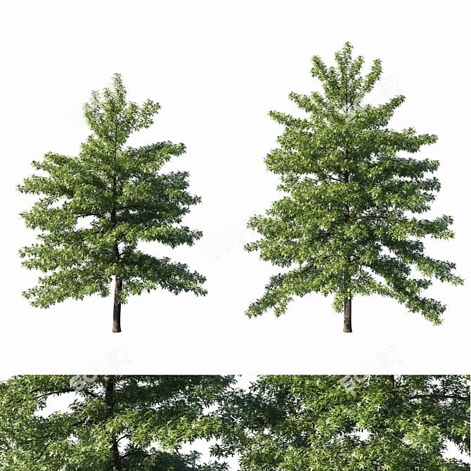 Quercus Palustris Tree - 2014 Version 3D model image 1