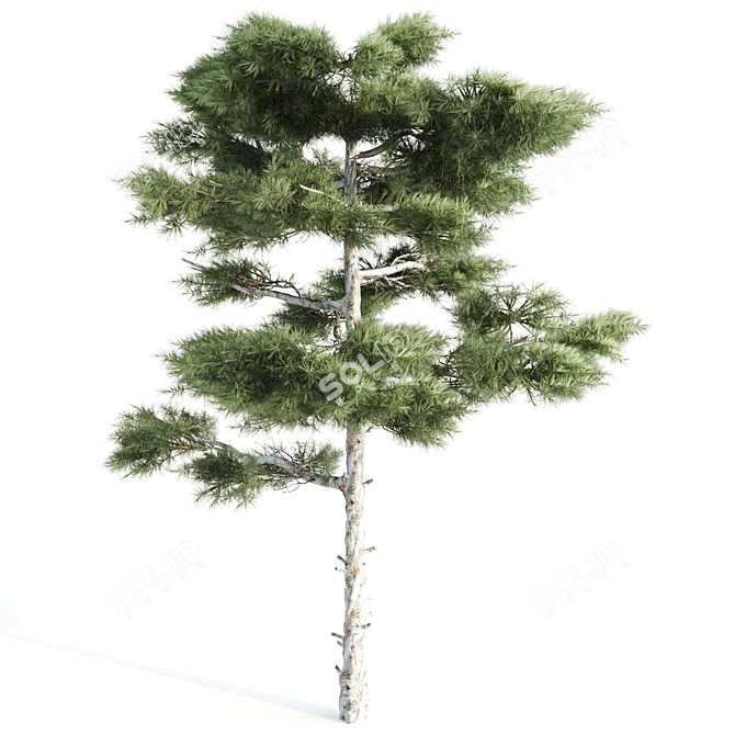 13m Vray Tree Set 3D model image 2