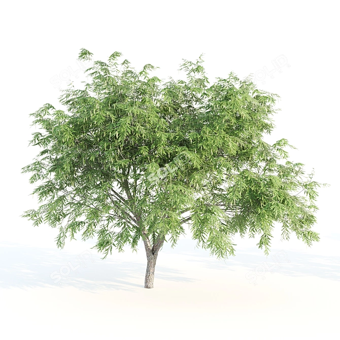 13m Vray Tree Set 3D model image 4