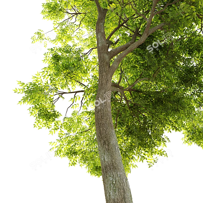  Majestic Arizona Ash Tree: Two Stunning Models! 3D model image 2