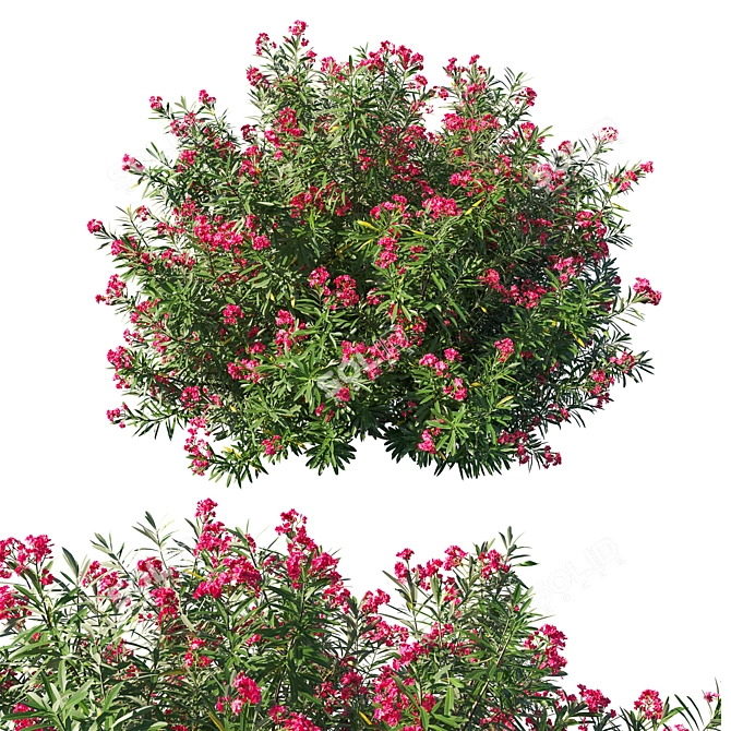 Elegant Nerium Oleander Bush 3D model image 1