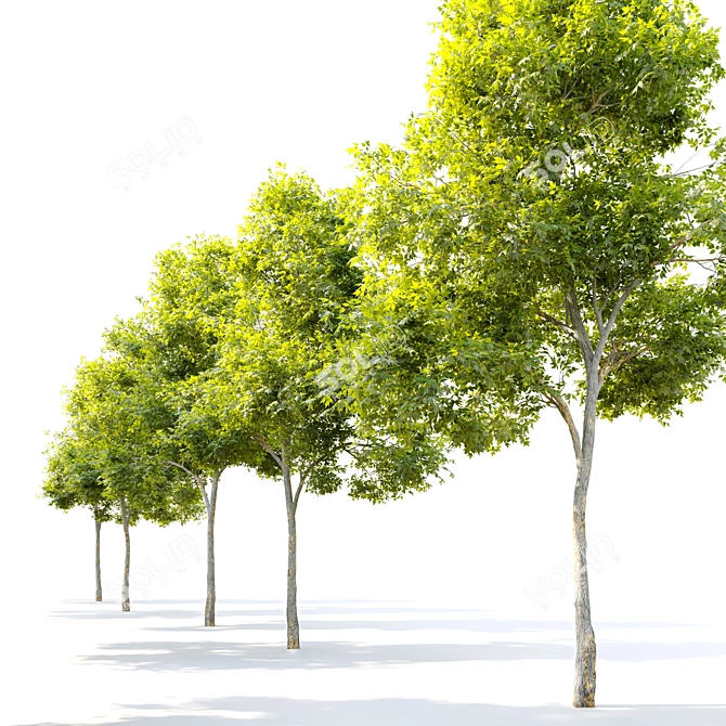  Majestic Maple Tree: 8m Height 3D model image 2