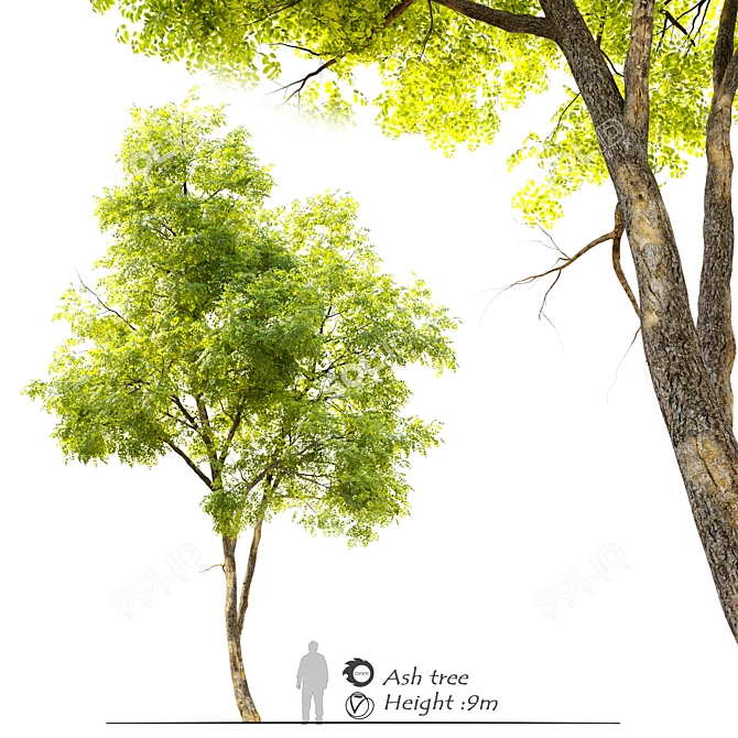 Towering Ash Tree Sculpture 3D model image 1