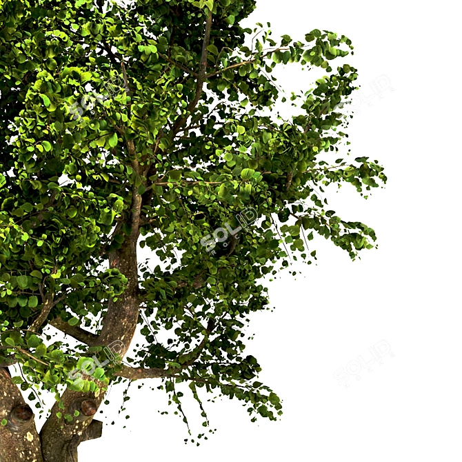 Summer Apple Tree: 3.5m Height 3D model image 4