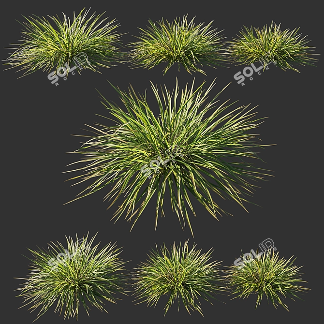 Lush Koeleria Grass 2014 3D model image 1