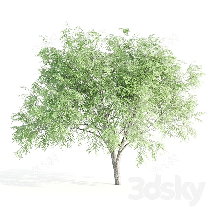 4 Variety Tree Set: Ash, Mesquite, Poplar, Pine 3D model image 2