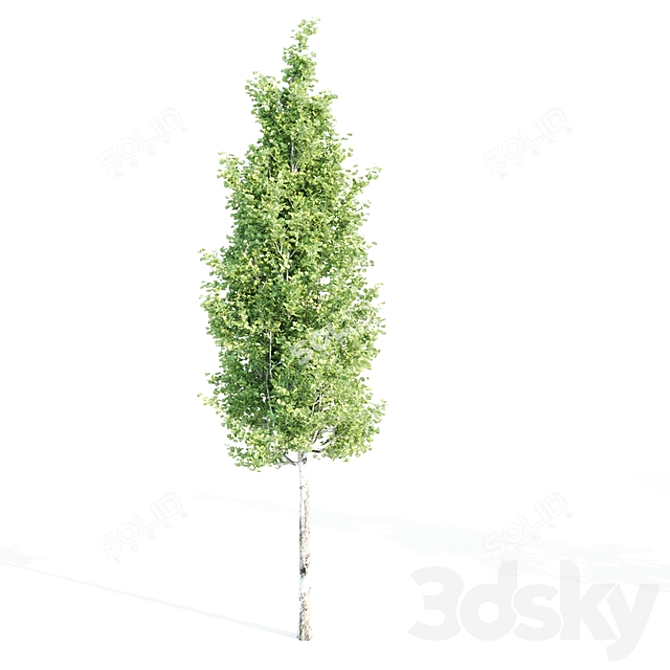 4 Variety Tree Set: Ash, Mesquite, Poplar, Pine 3D model image 4