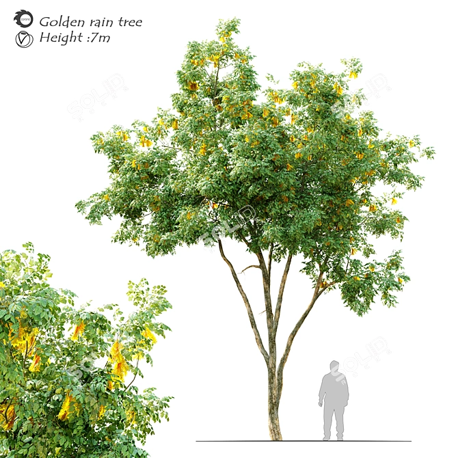 Gilded Canopy: Majestic 7m Golden Rain Tree 3D model image 1